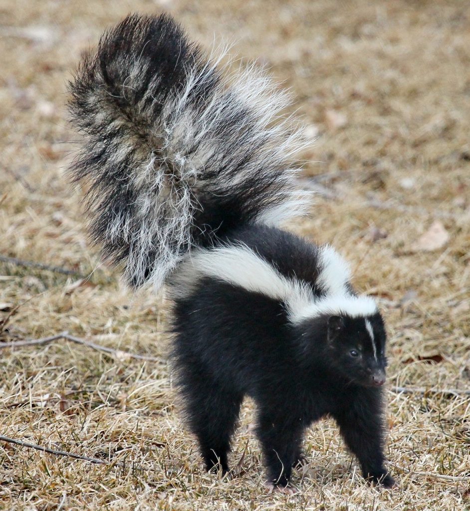 What a skunk taught me